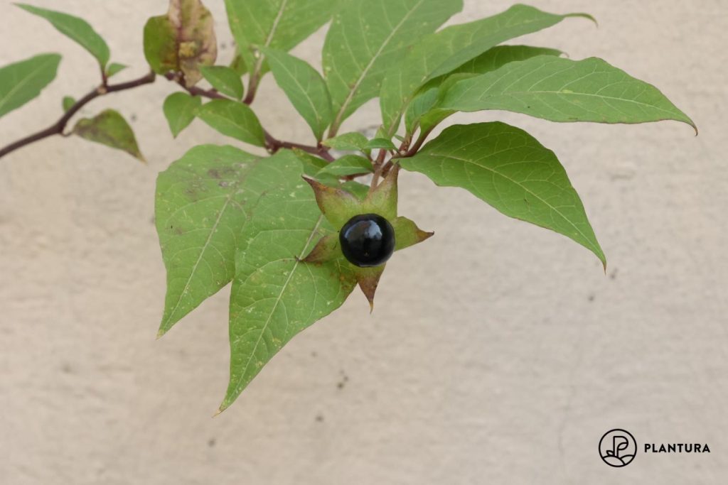 Belladonna