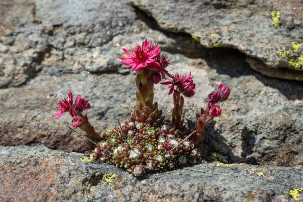 Hauswurz auf einem Felsen