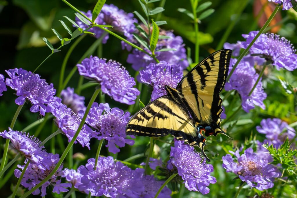 Skabiosen-Blüte mit Schmetterling