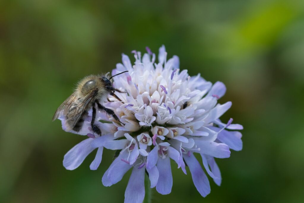 Knautien-Blüte mit Biene