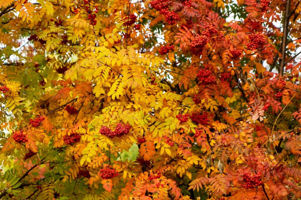 Eberesche mit Herbstfärbung