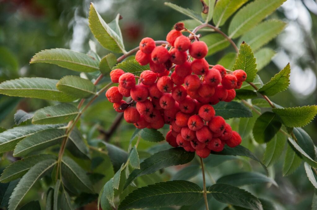 Eberesche 'Edulis'