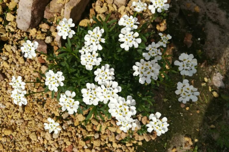 Immergrüne Schleifenblume Blütezeit, Standort & Co Plantura