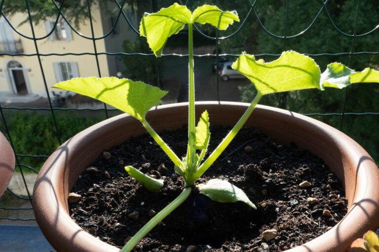 Zucchini im Topf pflanzen & pflegen Plantura