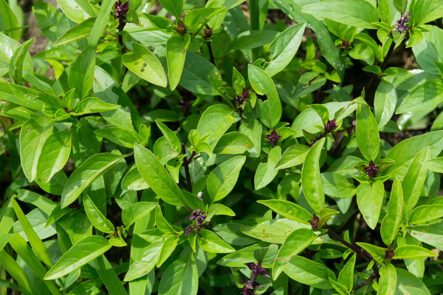 Thai-Basilikum: Pflanzen, Pflege & Haltbarmachen