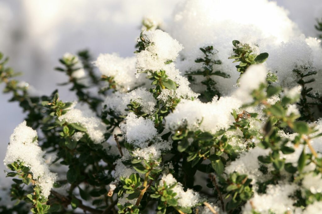 Thymian im Schnee