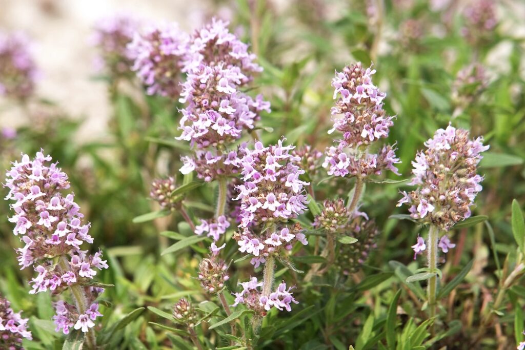 Thymian