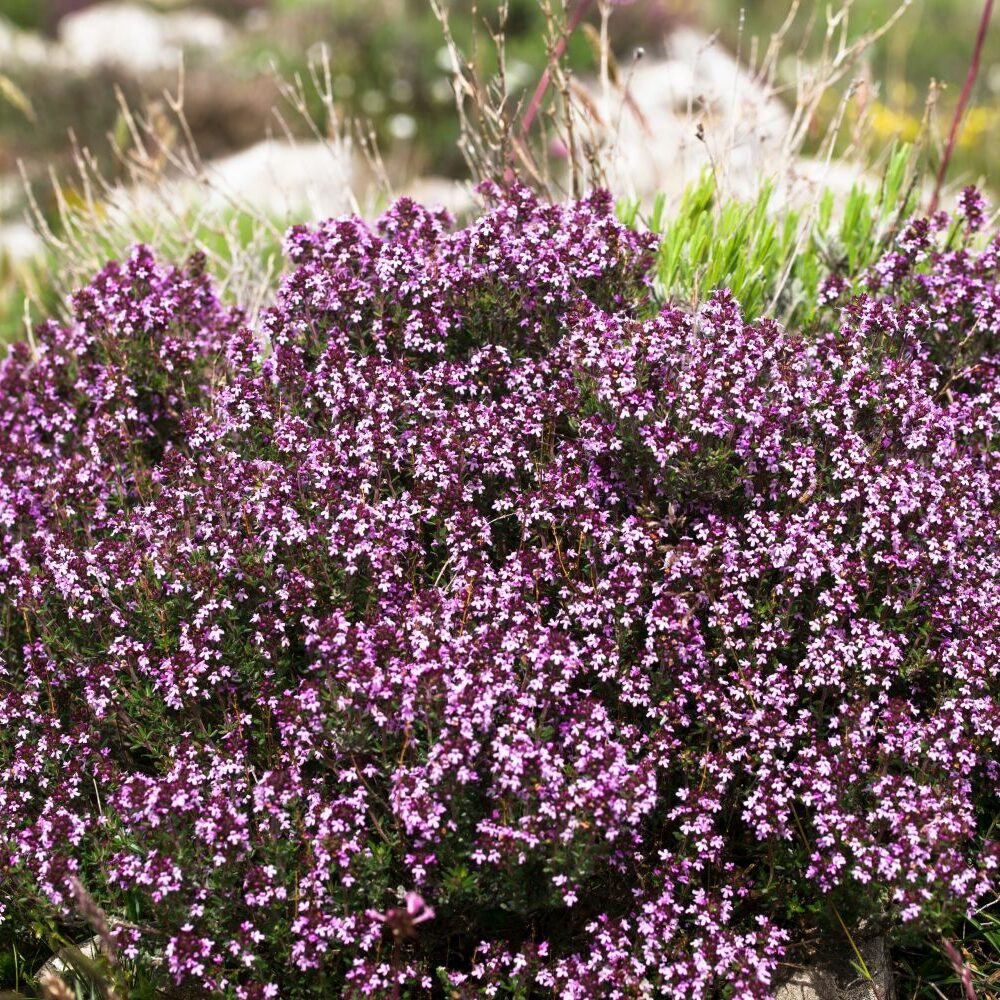 Ist Thymian winterhart? - Plantura