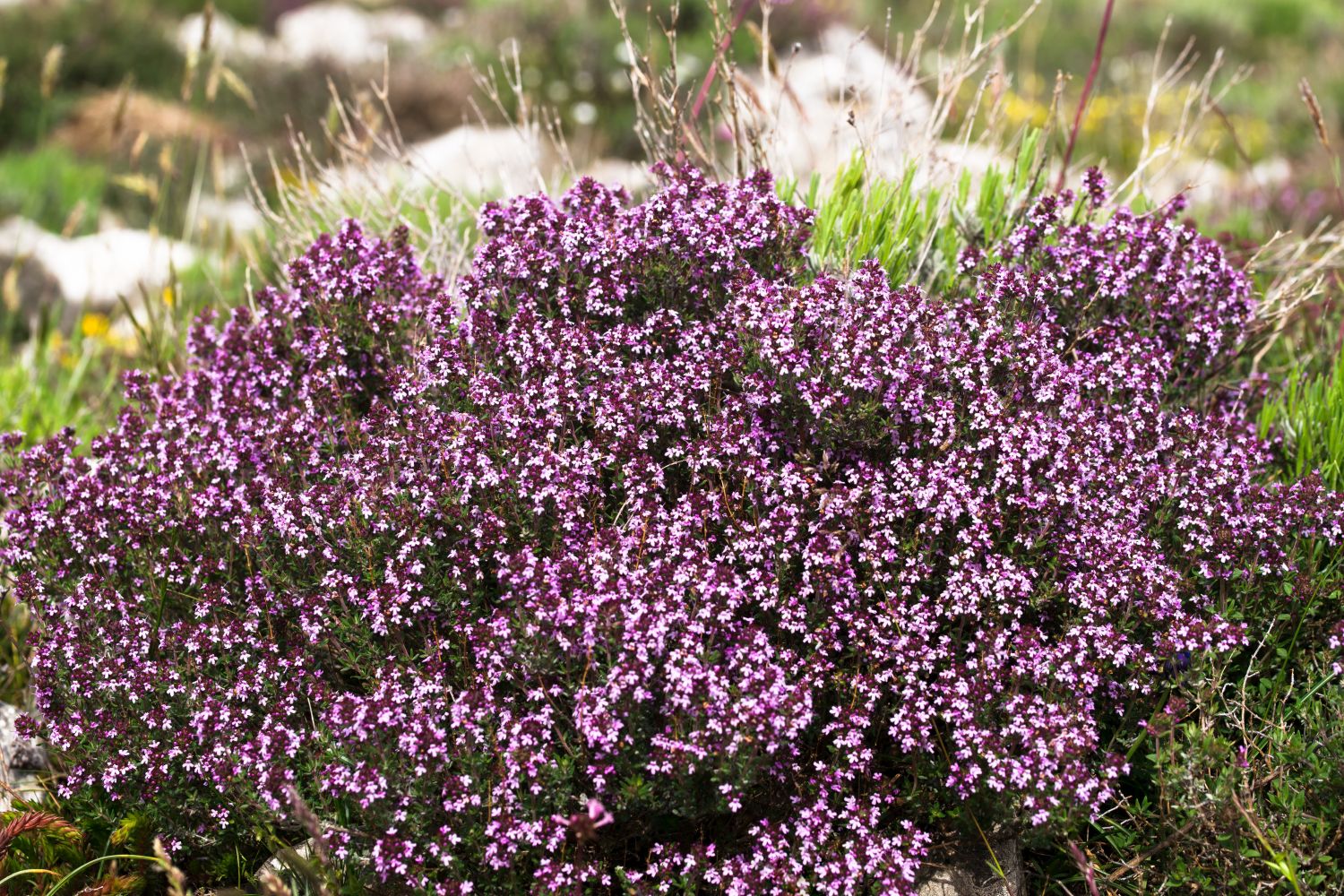 Ist Thymian winterhart?