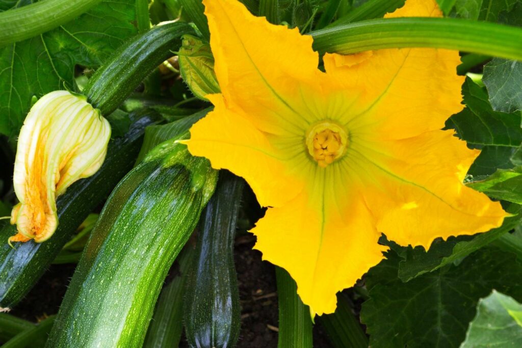 weibliche Zucchiniblüte