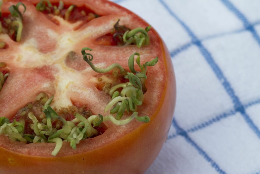 Tomatensamen keimen in der Tomate