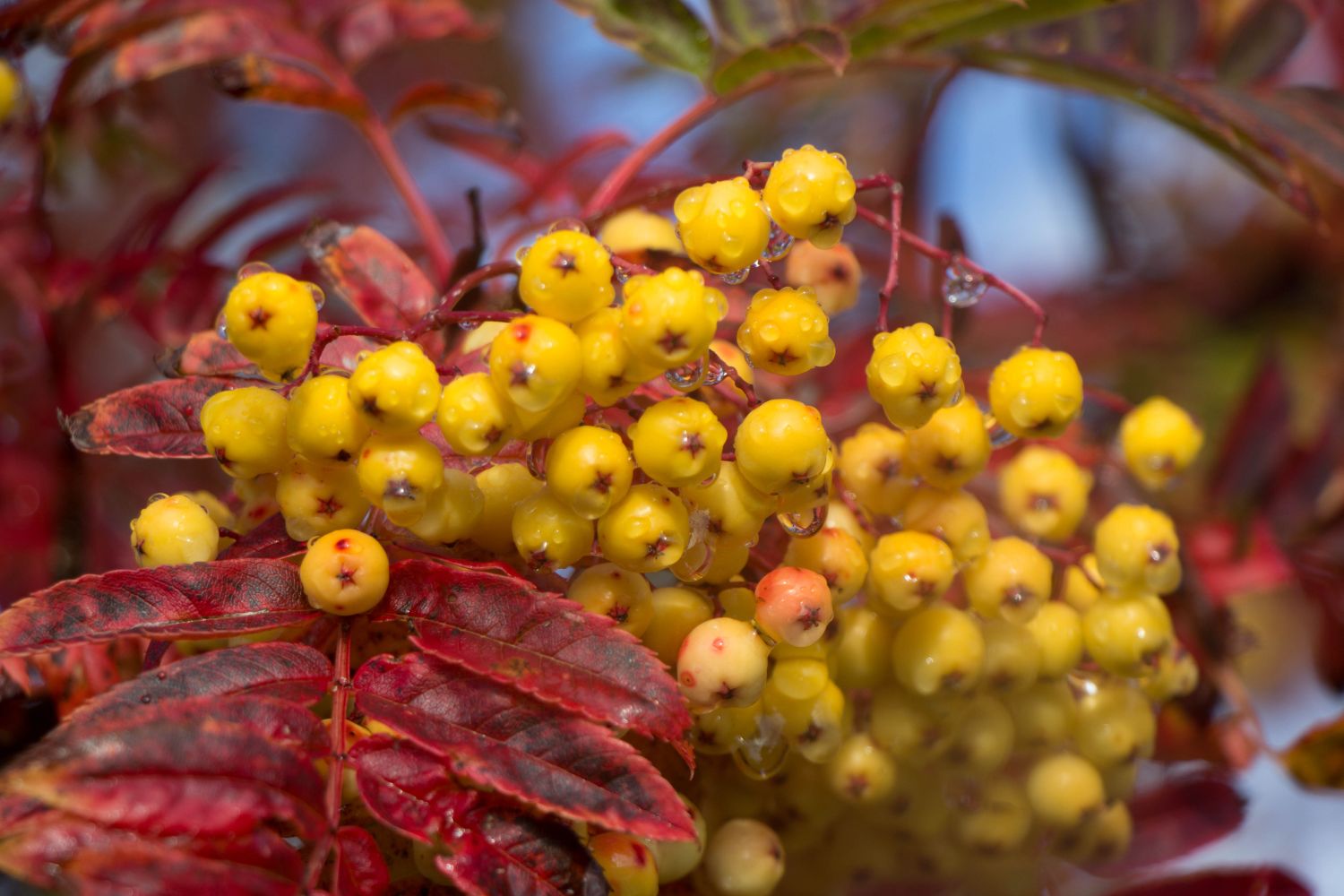 Eberesche-Sorten &amp; Arten im Überblick - Plantura