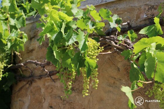 Weinreben düngen: Anleitung & Experten-Tipps