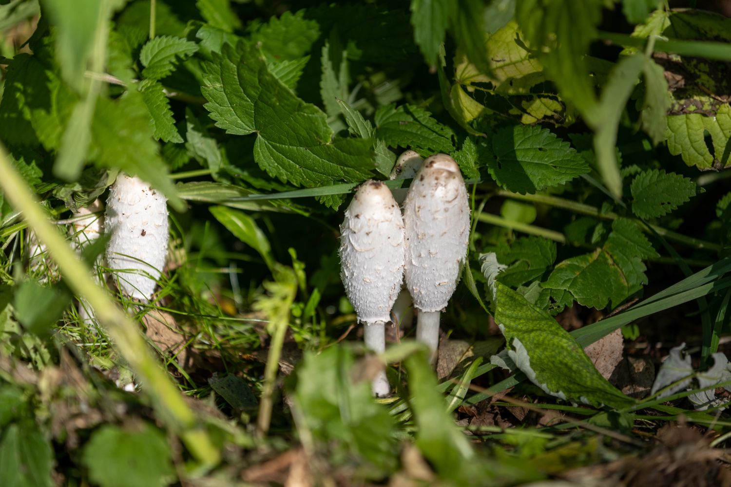 Pilze im Garten bestimmen & Ursachen behandeln Plantura
