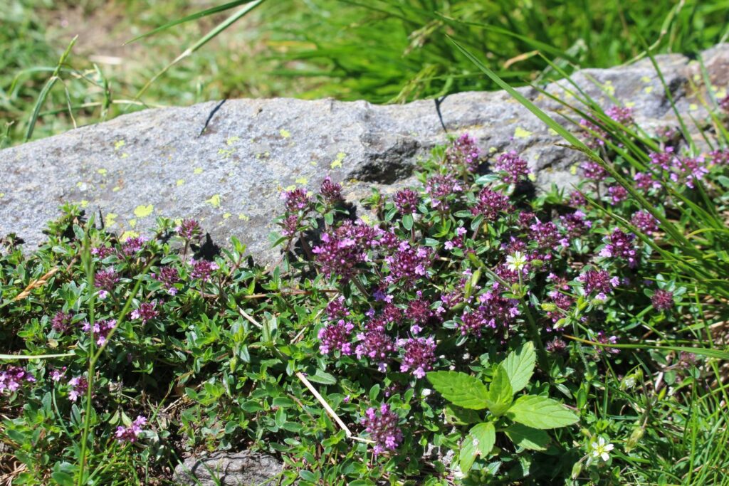 Feldthymian