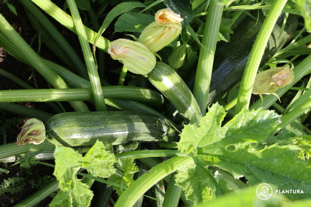 Zucchini-Anbau im Garten