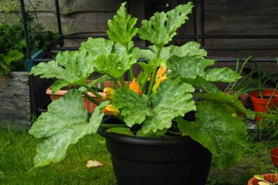 Zucchini im Topf pflanzen & richtig pflegen