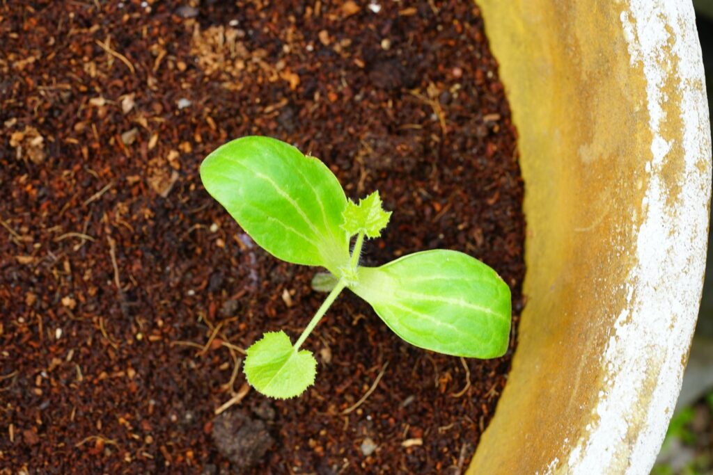 Zucchini-Anbau im Topf