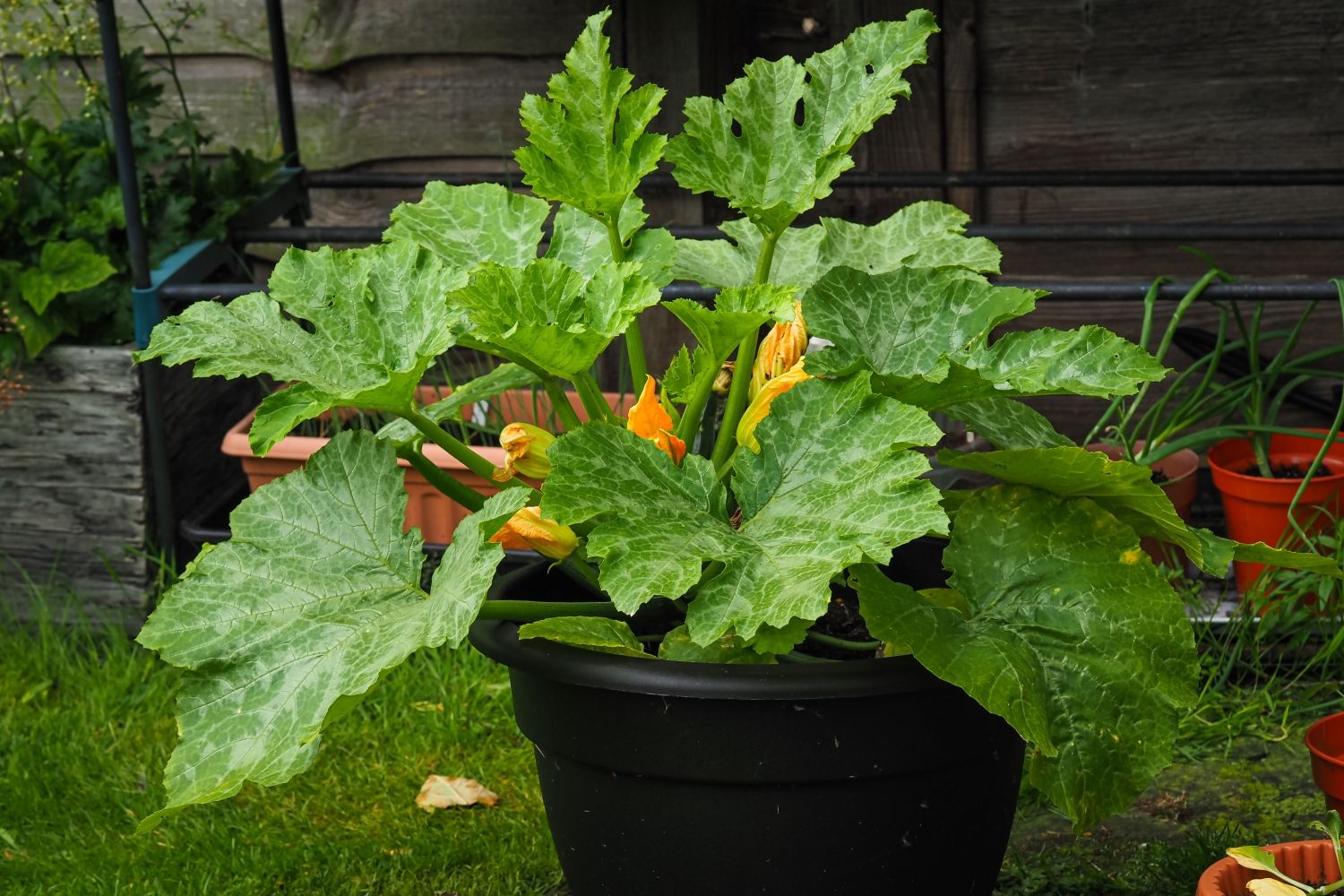 Zucchini im Topf pflanzen amp pflegen Plantura