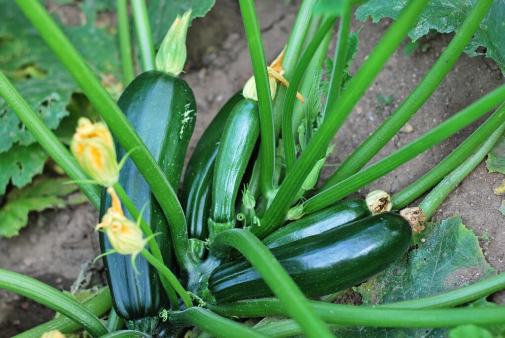 Zucchini-Pflanze