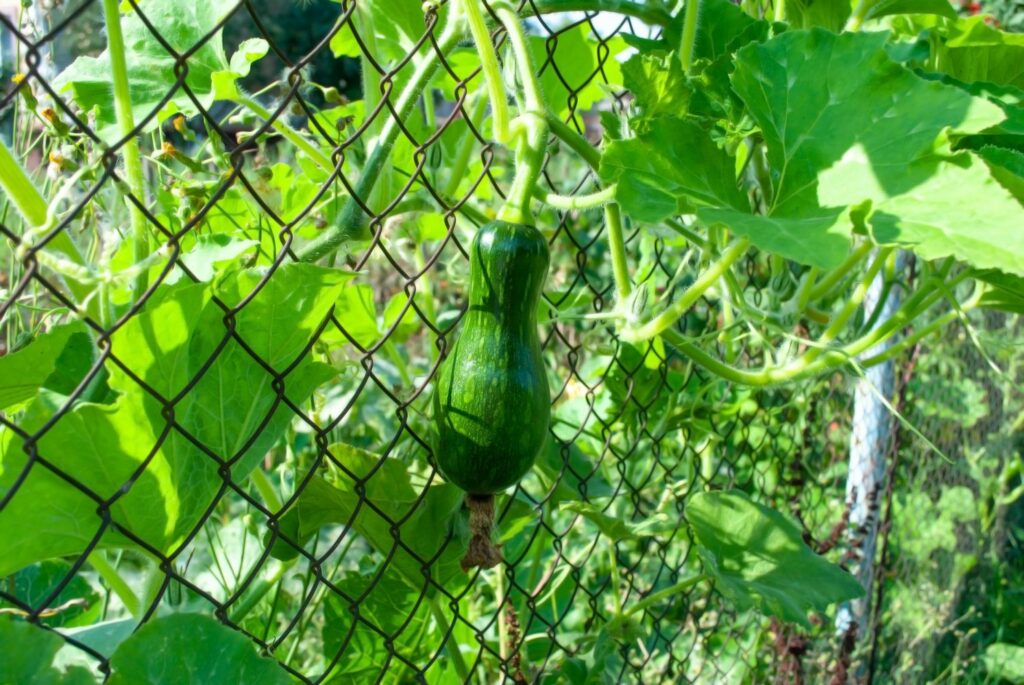 Zaun als Rankhilfe für Zucchini