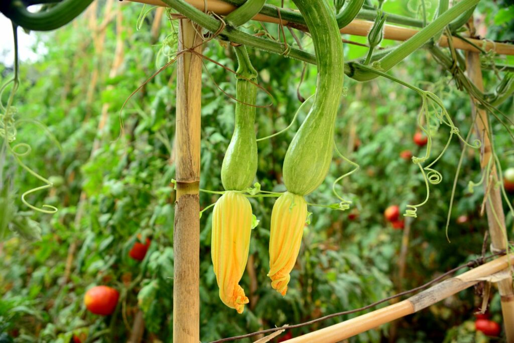 Kletterhilfe für Zucchini