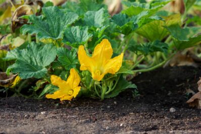 Zucchini: Steckbrief, Blüte & Wachstum