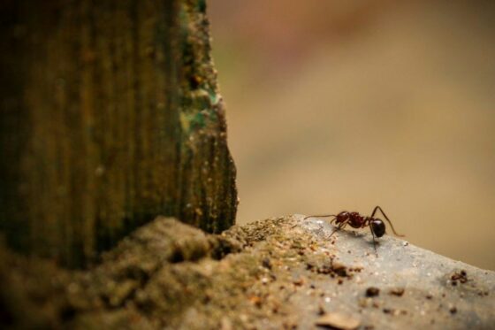Zimt gegen Ameisen: Wie Sie Ameisen aus Haus & Garten vertreiben