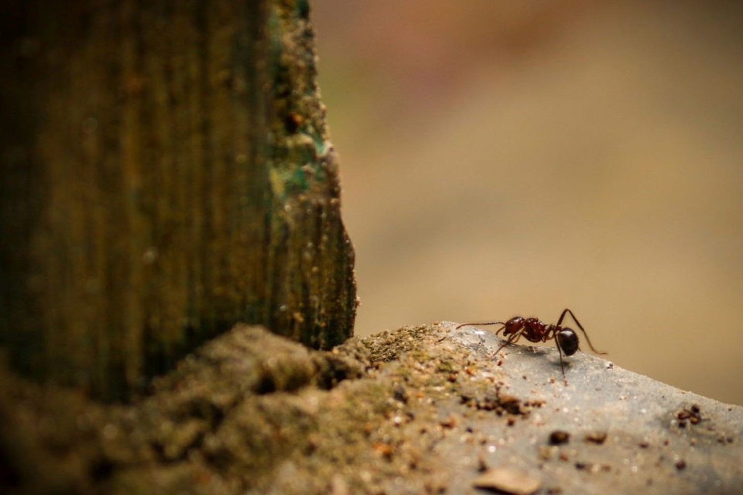 Zimt gegen Ameisen: Hilfreich oder nicht? - Plantura