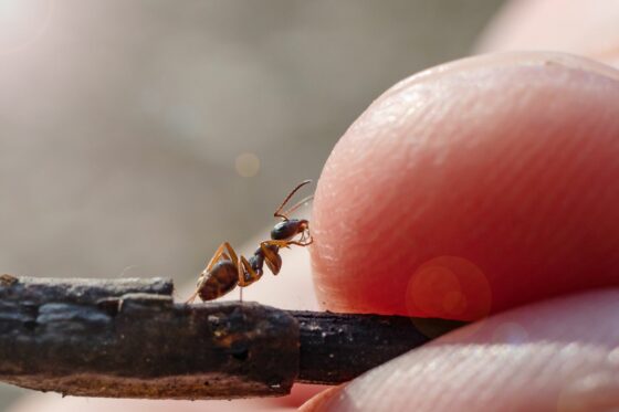 Ameisen: Nützlich oder schädlich?