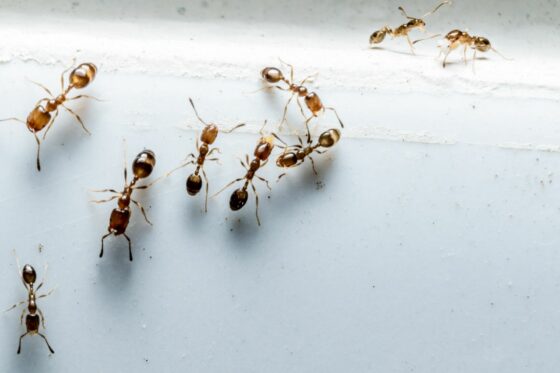 Ameisen bekämpfen & erfolgreich vertreiben