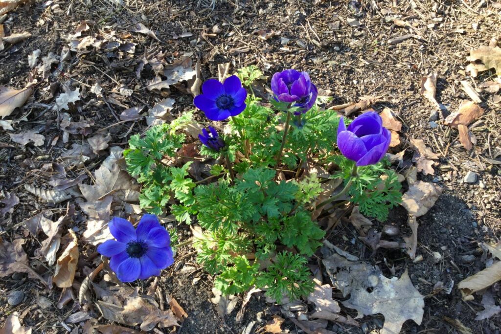 Kronen-Anemone in blau