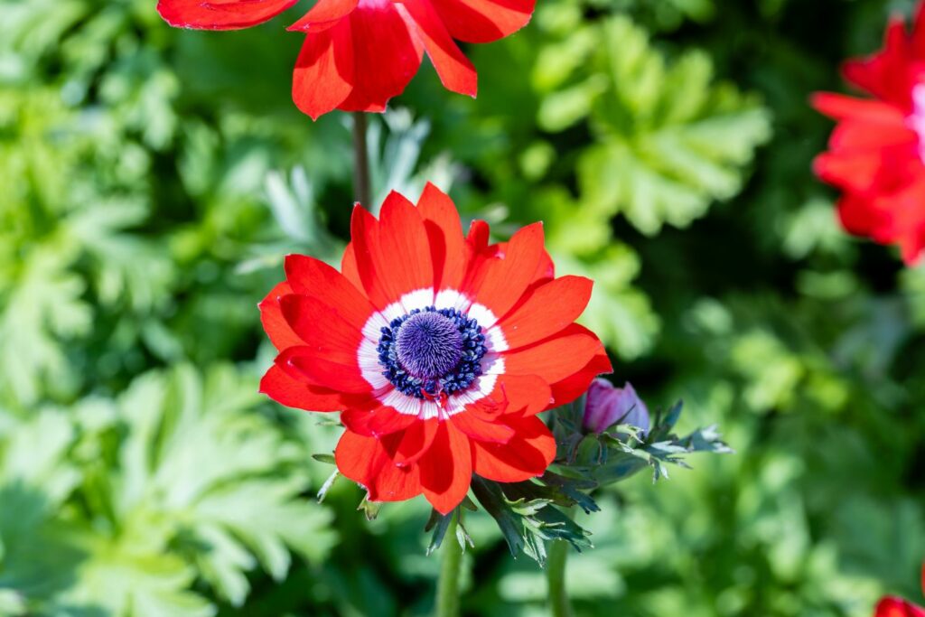 Kronen-Anemone in rot