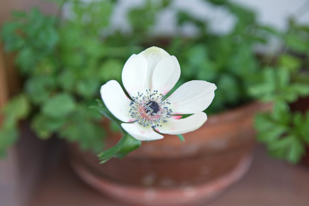 Kronen-Anemone im Topf
