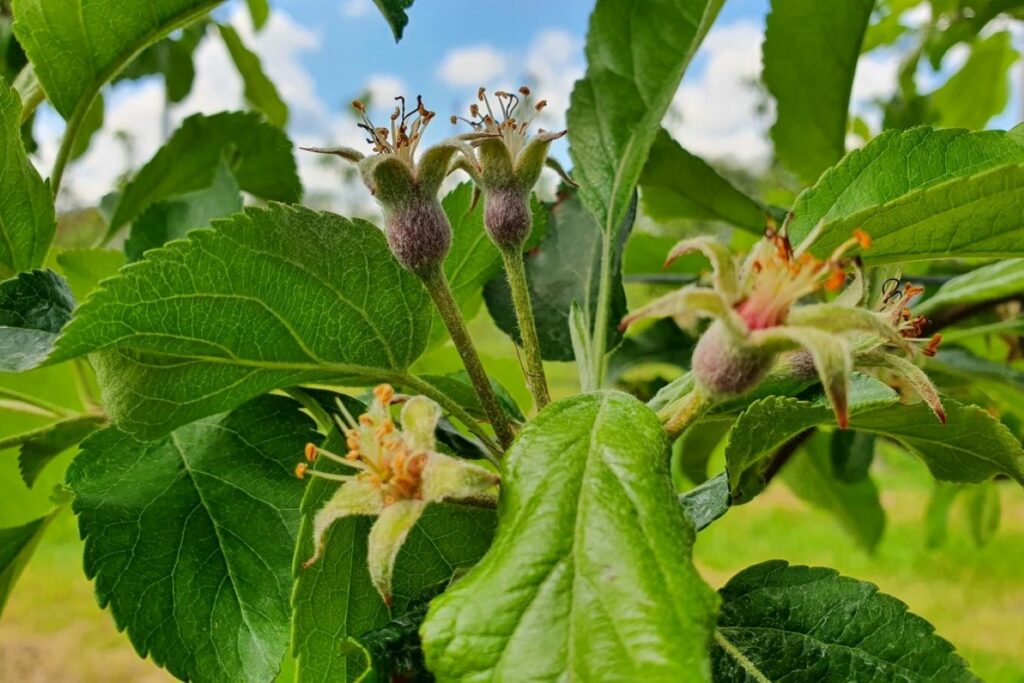 Blüte des Annie Apfels