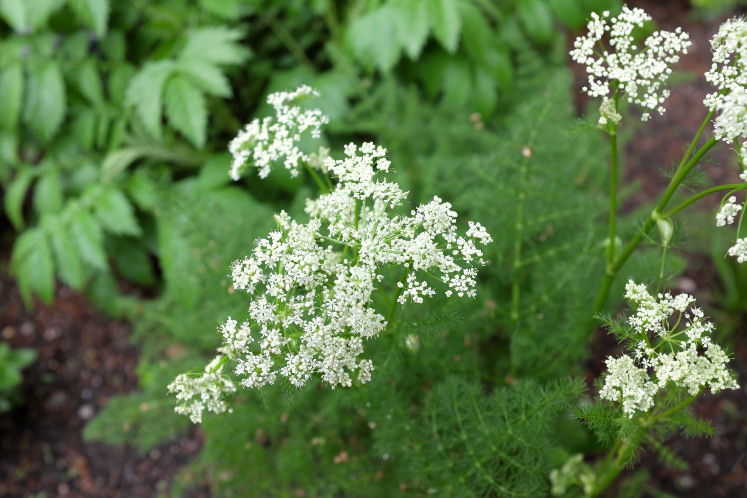 Bärwurz: Pflanzen, Wirkung & Verwechslung