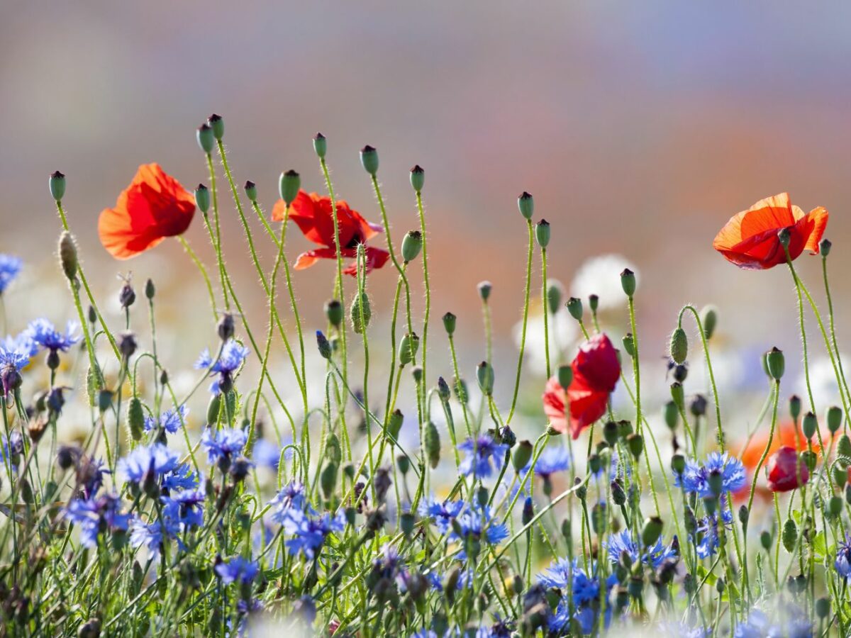 Blumenwiese anlegen: Gestaltung & Pflanzen - Plantura