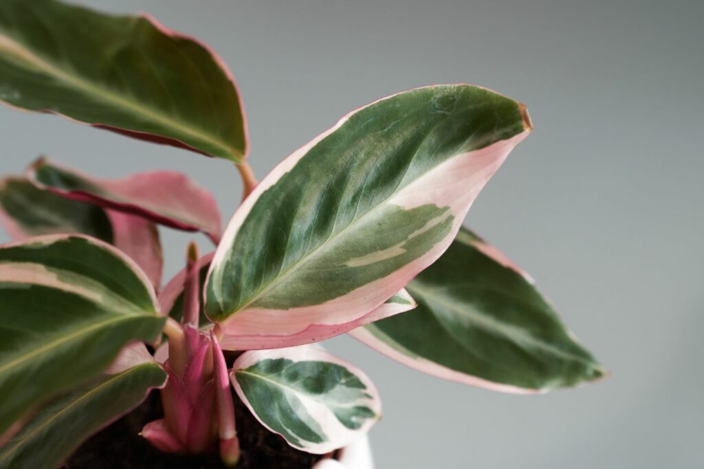 Braune Blätter der Calathea Triostar