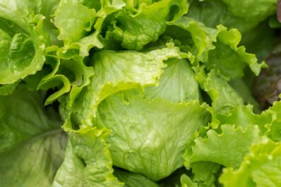 Eisbergsalat: Alles zu Anbau & Ernte des gesunden Salates