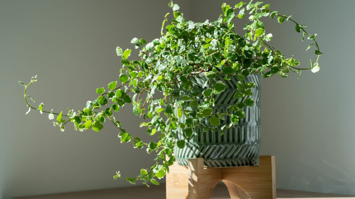 Ficus pumila: Pflege, Standort & Giftigkeit - Plantura