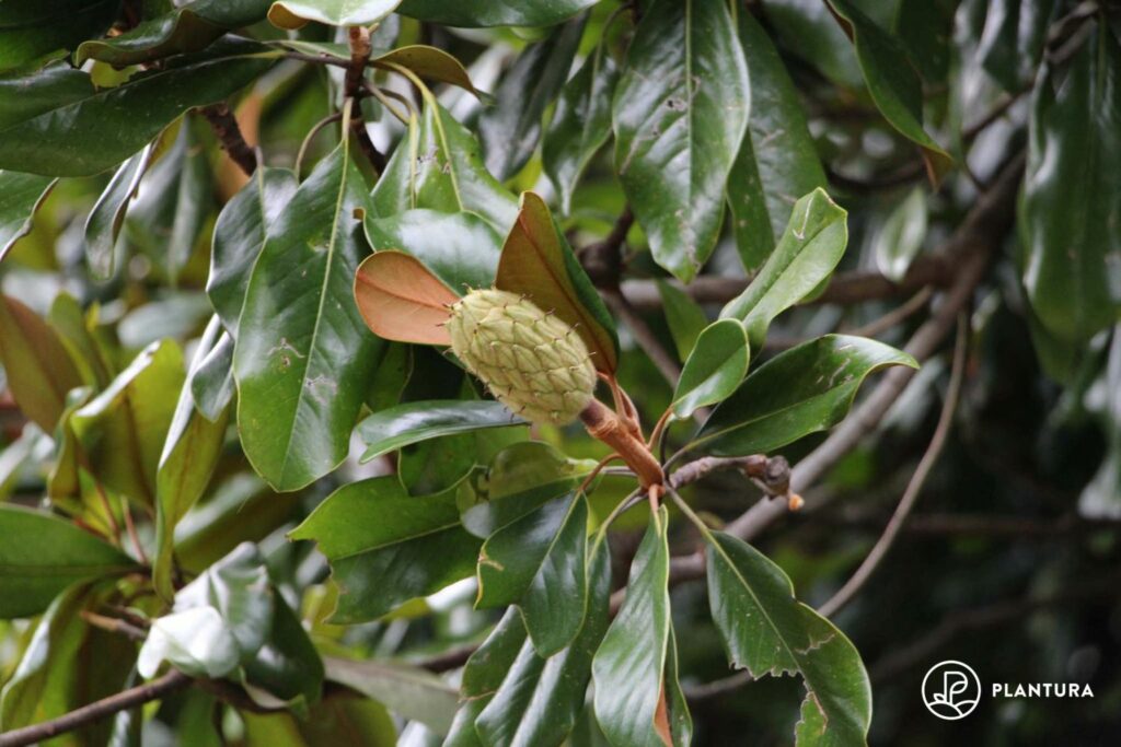 Frucht der Magnolia grandiflora