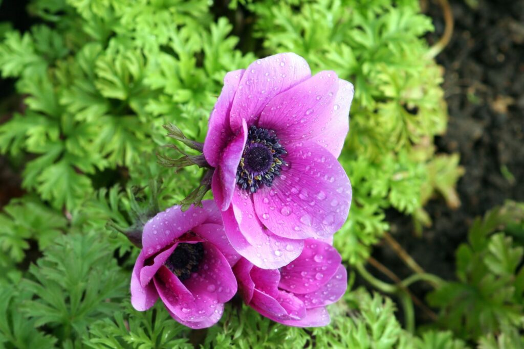 Kronen-Anemone in pink