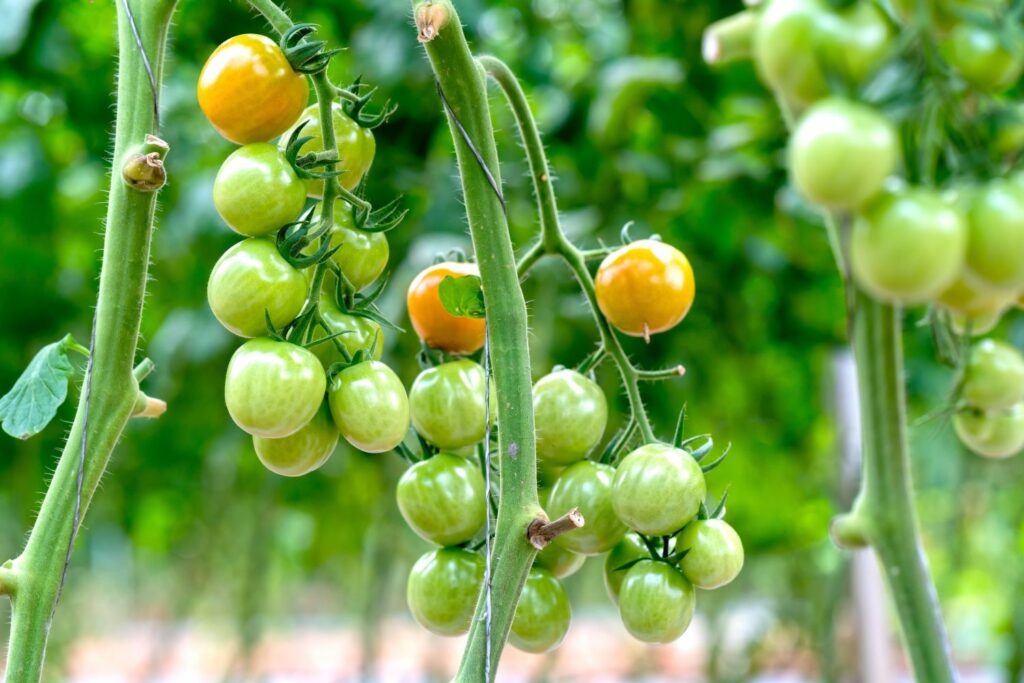Green-Grape-Tomaten an Rispe