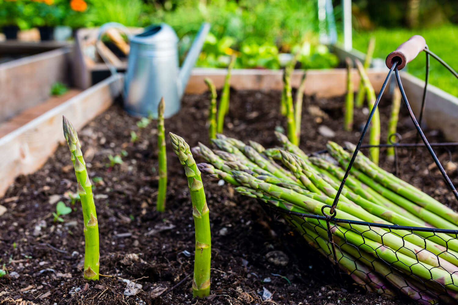 Spargel pflanzen Tipps zum SpargelAnbau Plantura