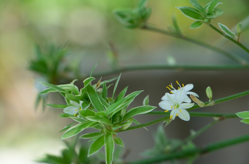 Giftige Blüten der Grünlilie