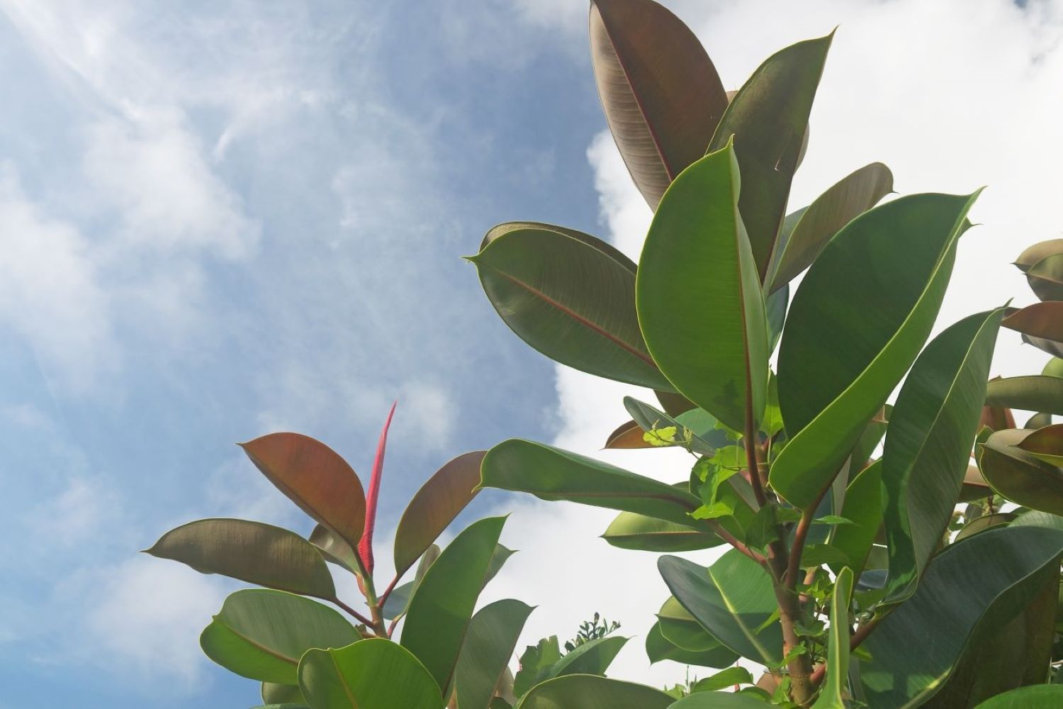 Gummibaum schneiden: Tipps zum Zeitpunkt & perfekten Schnitt