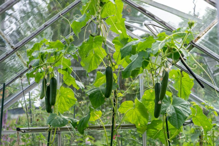 Gurken Und Tomaten Im Gleichen Gewächshaus Gurken im Gewächshaus pflanzen & pflegen - Plantura
