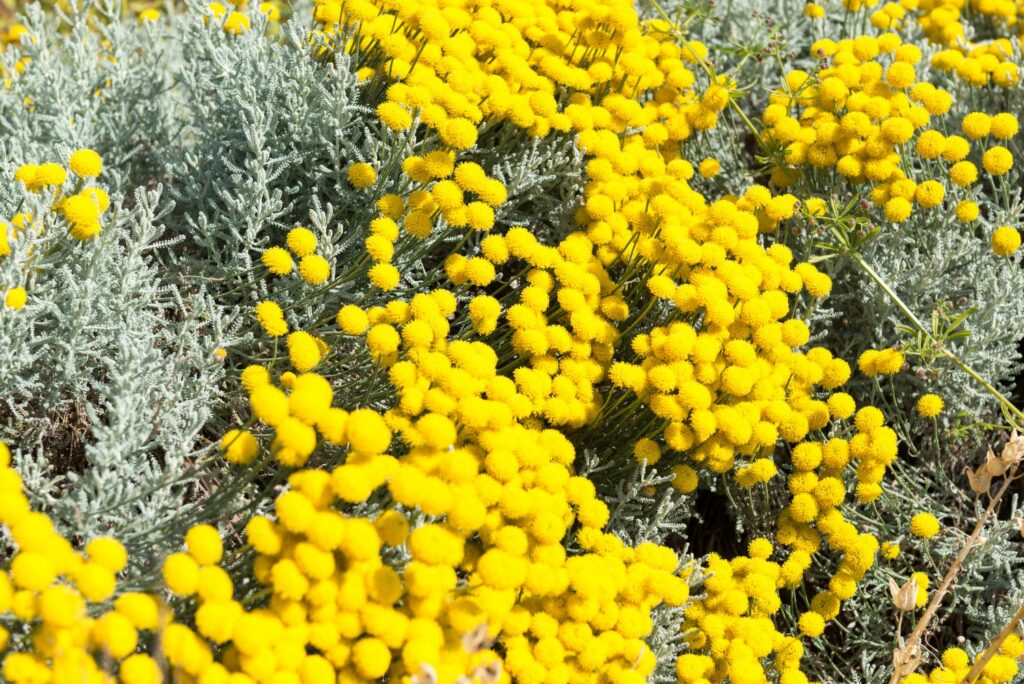 Heiligenkraut mit grauen Blättern und gelben Blüten