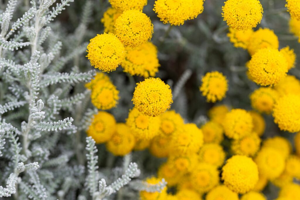 Heiligenkraut-Blüten und -Blätter