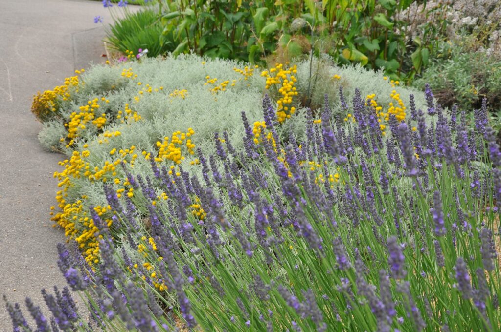 Heiligenkraut und Lavendel